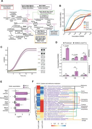 Inorganic sulfur fixation via a new homocysteine synthase allows yeast ...