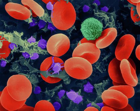 Red Blood Cells Photograph by Dennis Kunkel Microscopy/science Photo ...