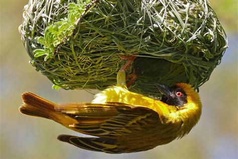 Types of Bird Nests