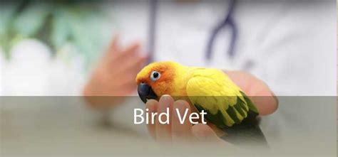 Bird Vet - Emergency Exotic Avian Vet Near Me