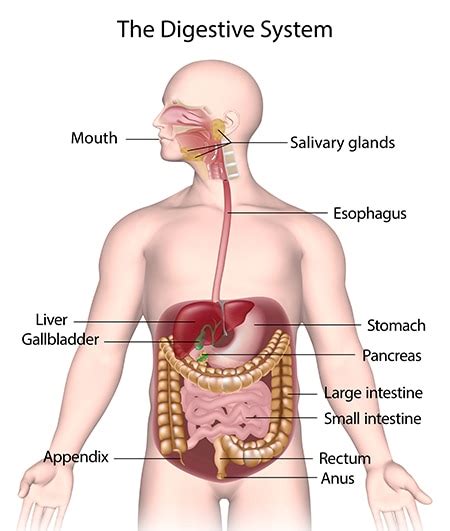 Your Digestive System & How it Works - NIDDK