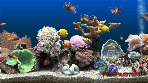 Aquarium Wallpapers and Screensavers - WallpaperSafari