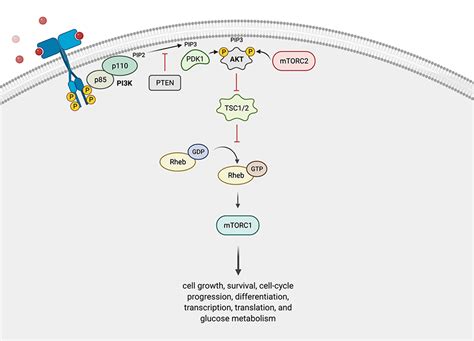 Pi3k Akt Signaling Pathway Diagram | Porn Sex Picture