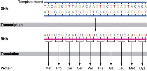 Limited Genetic Code Proof God Not Required? | Answers in Genesis