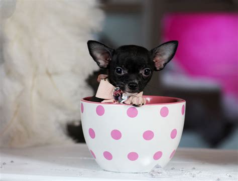 Teacup Chihuahua Size Chart