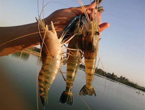 Culture of giant freshwater prawns in China « Global Aquaculture Advocate