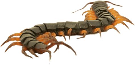 Centipede PNG transparent image download, size: 1155x562px