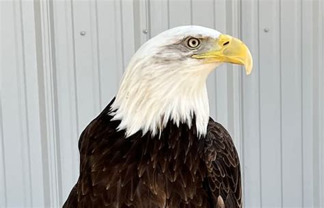 River, Bald Eagle - Veterinary Medicine at Illinois