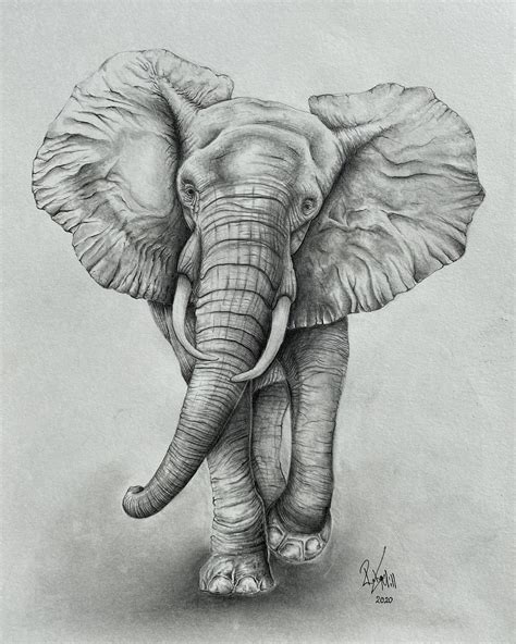 Elephant pencil drawing print – Artofit