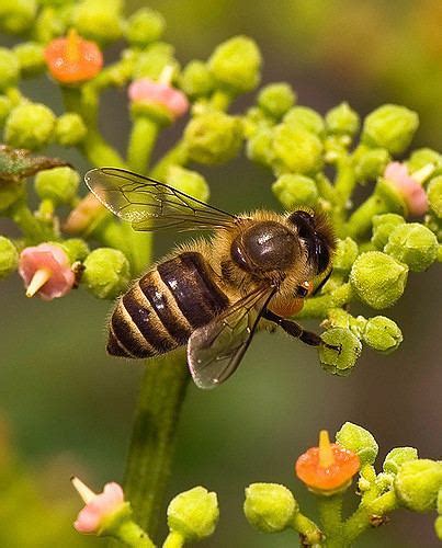 Apis cerana japonica - Alchetron, The Free Social Encyclopedia