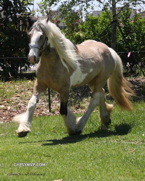 Gypsy Vanner Horses for Sale | Gelding | Buckskin & White| Tough Love