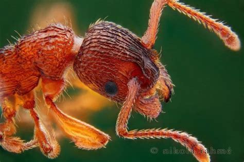 Myrmica rubra - Colony with Queen and Workers | Ant farming