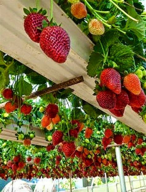 Things I Love About: Strawberry garden