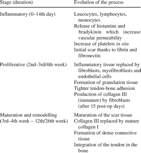 Stages of the tendon healing process | Download Table