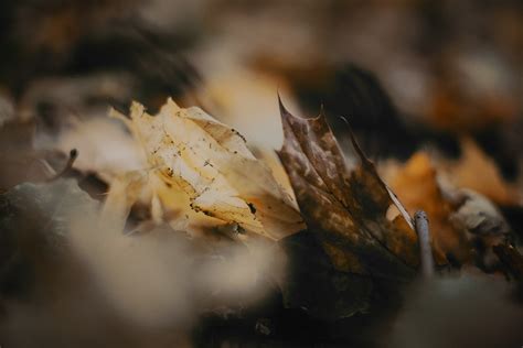 Autumn in High Park on Behance