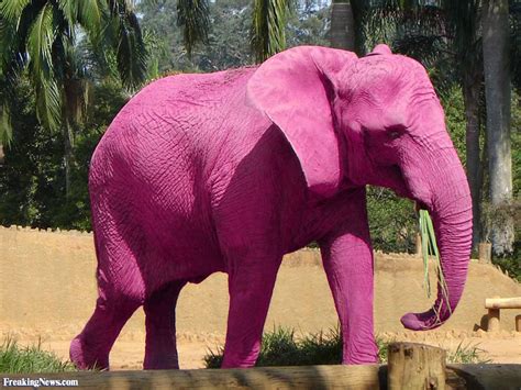 Pink Elephant Pictures