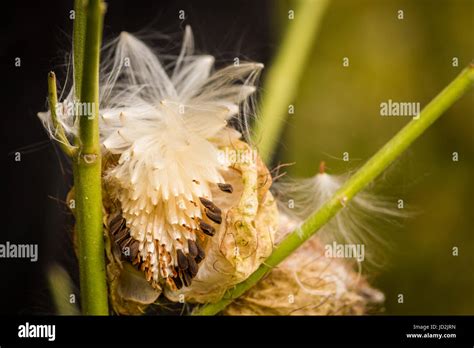 Open pod of swan plant seeds (Gomphocarpus physocarpus Stock Photo - Alamy