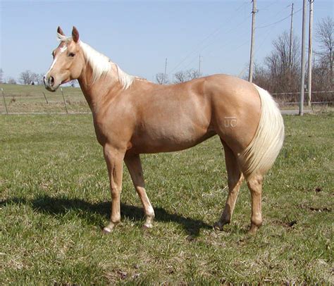 American Quarter Horse Breed Information, History, Videos, Pictures