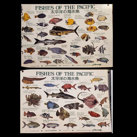 Fishes of the Pacific : r/coolguides