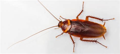 The Difference Between Palmetto Bugs and Cockroaches | Hawx Pest Control