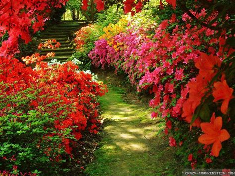 Red Rose Garden Wallpapers - Wallpaper Cave