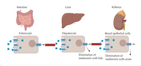 Metformin-related B12 deficiency in people with diabetes - DiabetesontheNet