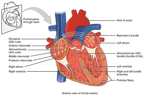 Cardiac Muscle and Electrical Activity | Anatomy and Physiology II