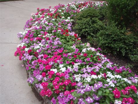 Catharanthus roseus (Annual Vinca, Madagascar Periwinkle, Periwinkle ...