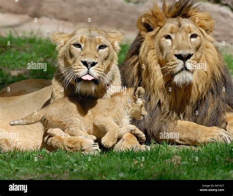 Portrait of Lion Family Stock Photo - Alamy