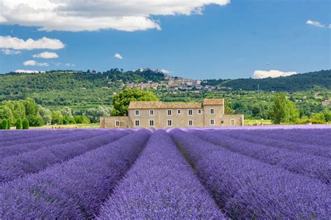 Visiting the Luberon Lavender Fields of Provence, France