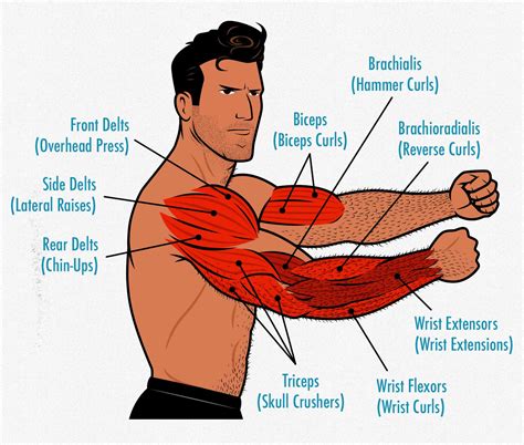 Arm Muscle Diagram Labeled Somsoarmmusclemodel | Images and Photos finder