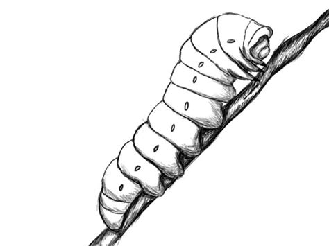 a drawing of a caterpillar on a stick