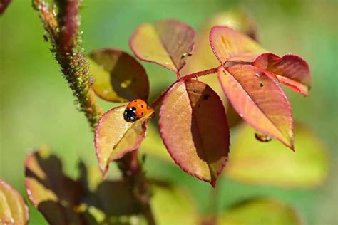 Ladybug Habitat - Where Do Ladybugs Live? - Gardenia Organic