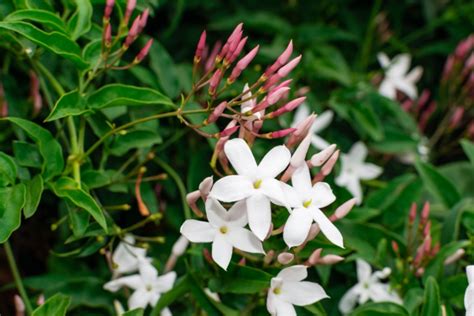 10 Different Types of Jasmine Plants (Photos) - Garden Lovers Club