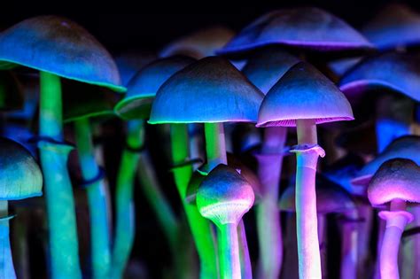 Magic Mushrooms: Effects & Dangers | Clearbrook Centers