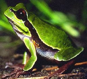 Pine Barrens Tree Frog Facts and Pictures