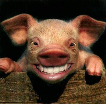 My Crazy Fat Piggy Site: Muahahaha Funny Smiley Pig