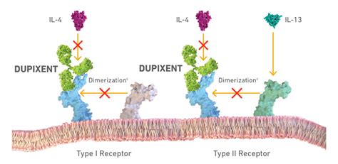 Mechanism of Action in Prurigo Nodularis | DUPIXENT® (dupilumab)