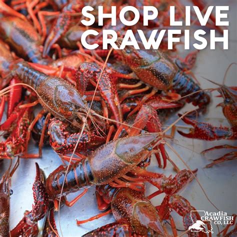 Full Sacks of Live Crawfish - Order Online - Acadia Crawfish