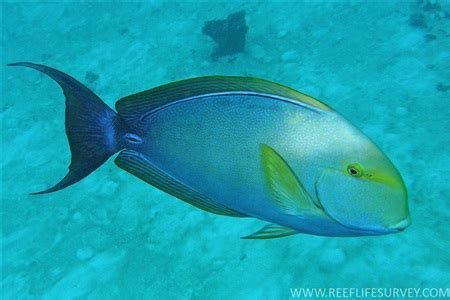 Surgeonfishes/Tangs (Acanthuridae) in aquarium