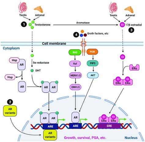 Castration-resistant prostate cancer (CRPC). The normal androgen ...