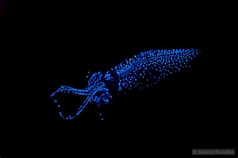 Bioluminescent Squid