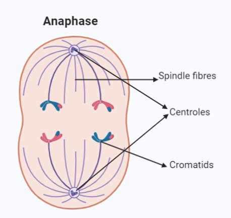 Mitosis Explained with Diagram - CBSE Class Notes Online - Classnotes123