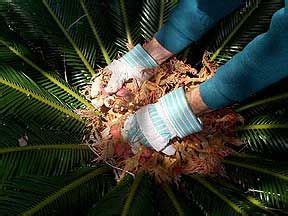 Cycad revoluta Sago Palm seed, germinarion and propagating pups in 2023 ...