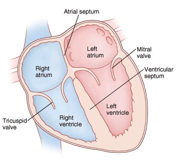 What is the role of septum in heart? toppr.com