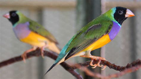 Gouldian Finch Picture, Top Gouldian Finch, #30342