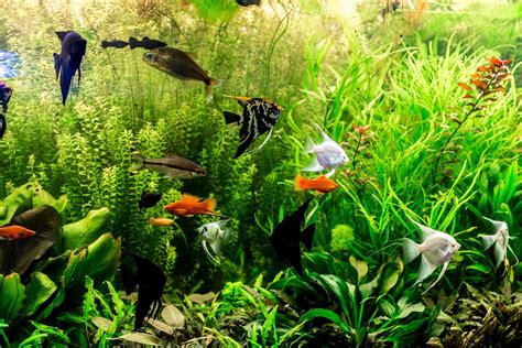 24 Peaceful Community Fish For Your Tank (With Pics!)