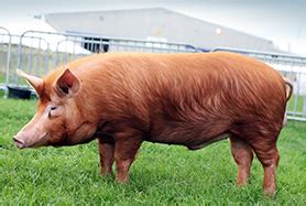 Tamworth - British Pig Association