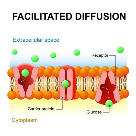 3 Types of Diffusion (Plus Examples for Each) | Cell transport, Biology ...