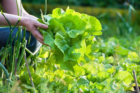 Harvesting your Lettuce - Food Gardening Network